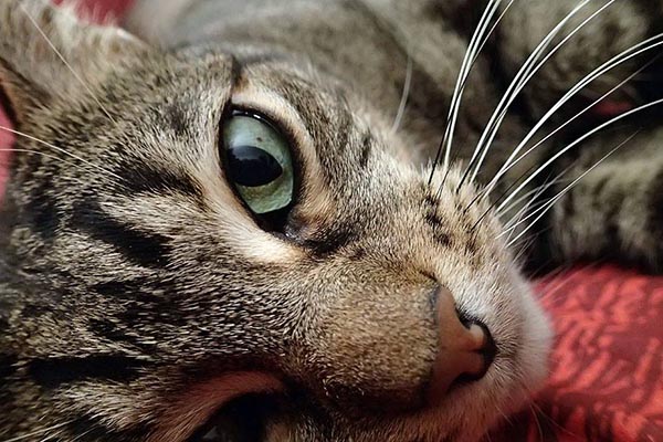 Portrait de mon chat, Téméraire, allongé sur le flanc.